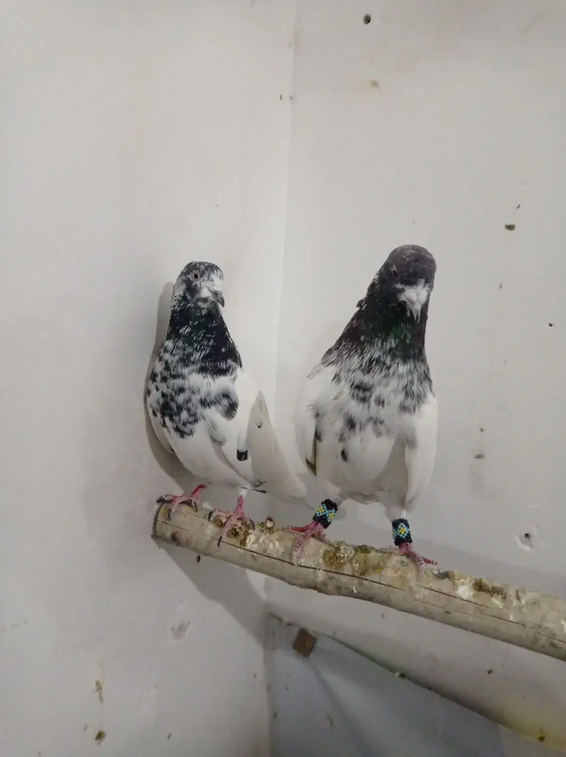 کبوتر|پرنده|رزن, |دیوار