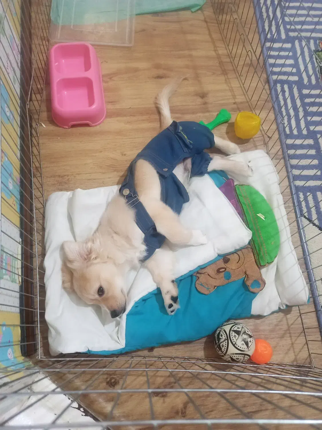 سگ اشپیدز گلدن|سگ|قدس, شهر‌قدس|دیوار