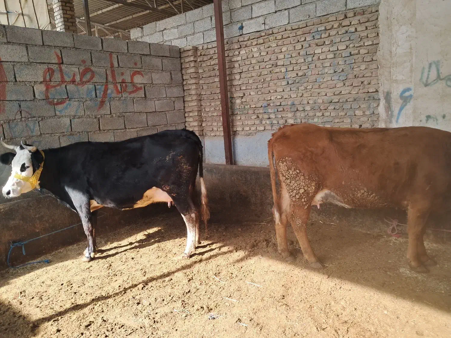 ۲ راس گاو ابستن|حیوانات مزرعه|گنبد کاووس, |دیوار