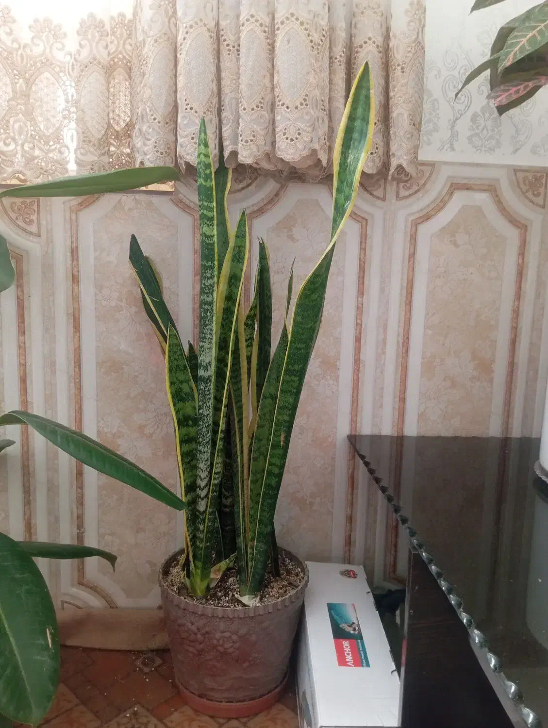 گل طبیعی بزرگ|گل و گیاه طبیعی|سبزوار, شرق کال شمالی|دیوار