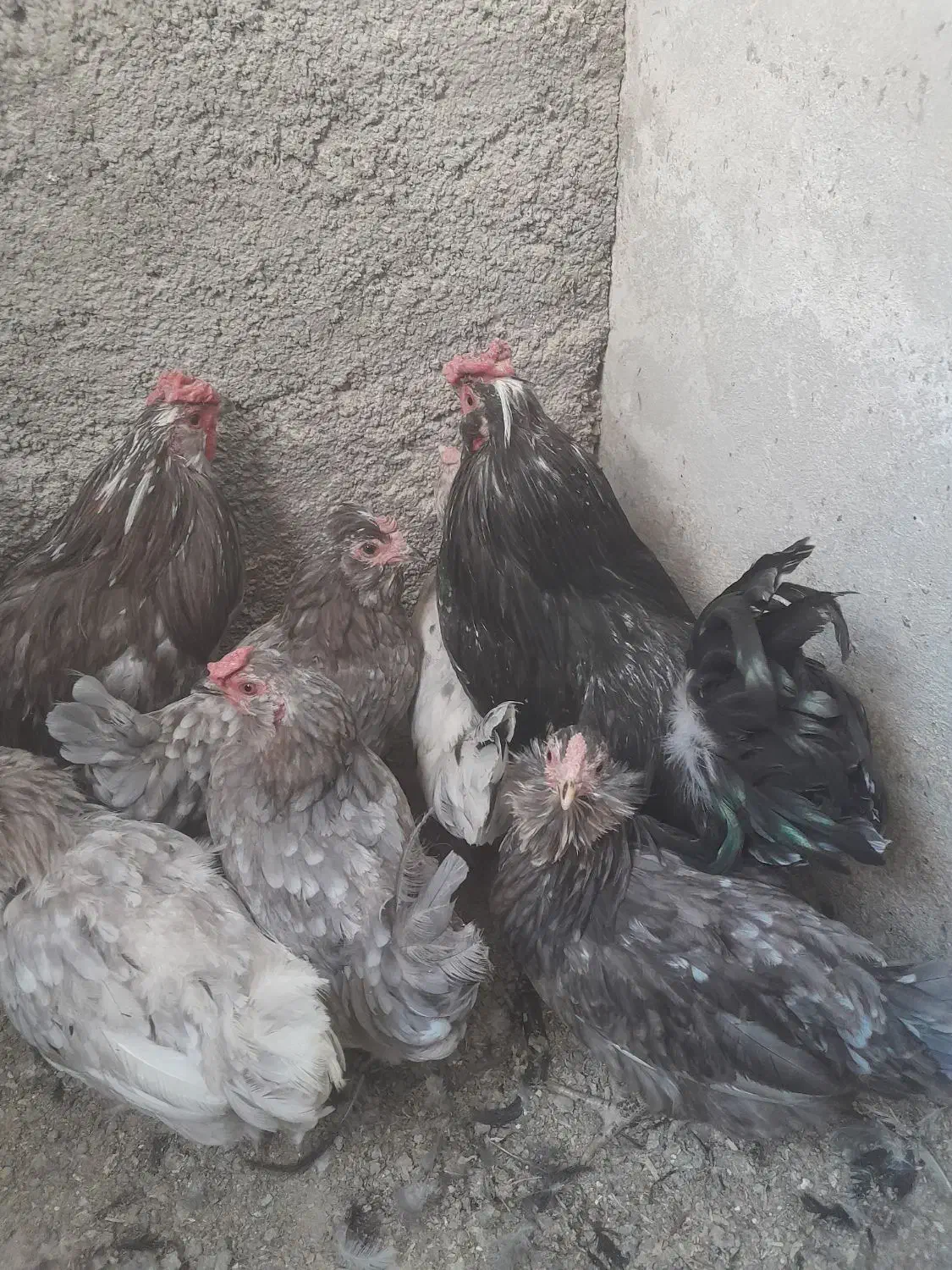 مرغ و خروس گلین|حیوانات مزرعه|پاکدشت, پاکدشت (مامازند)|دیوار