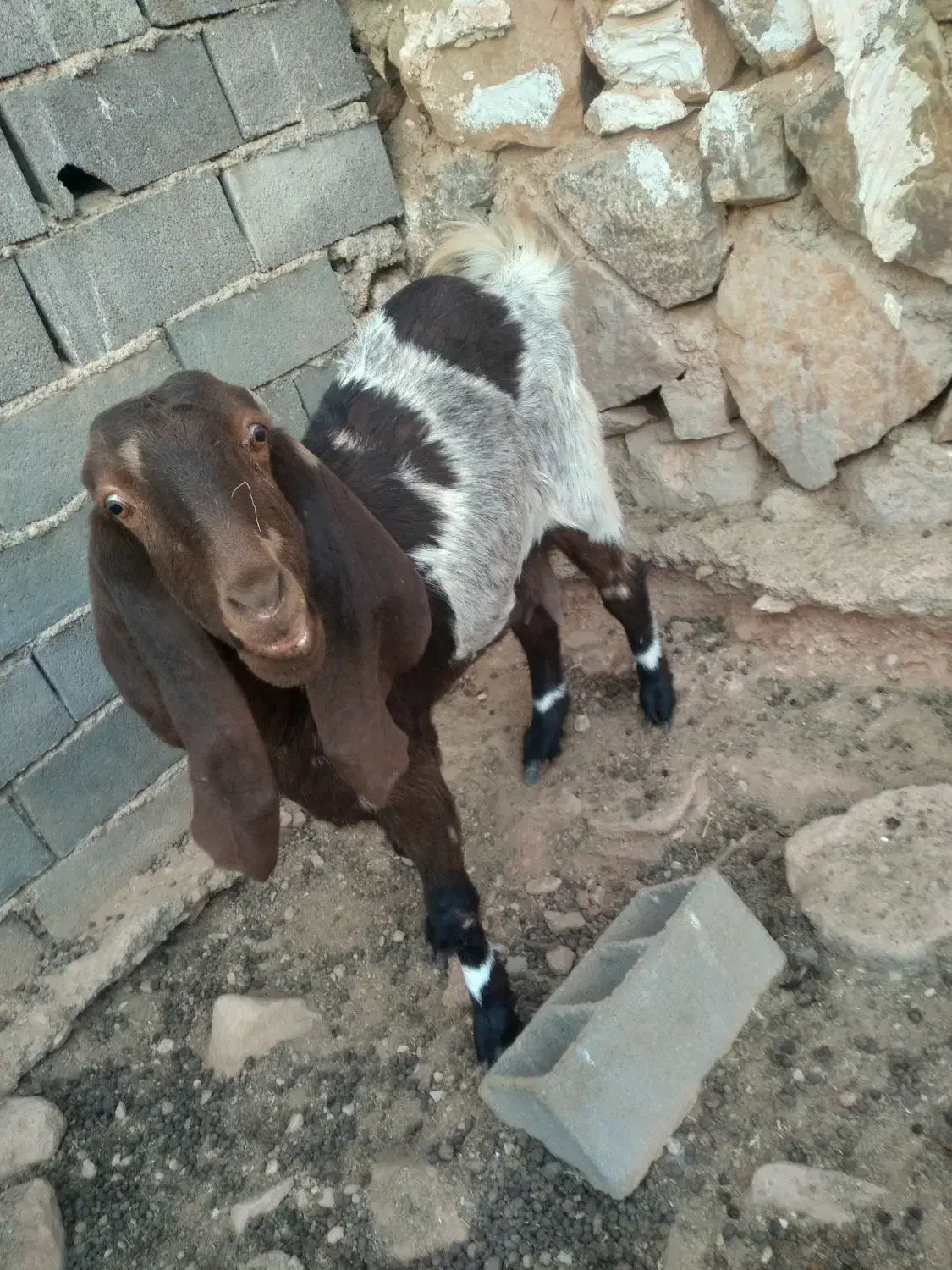 بز و بزغاله|حیوانات مزرعه|شهمیرزاد, |دیوار