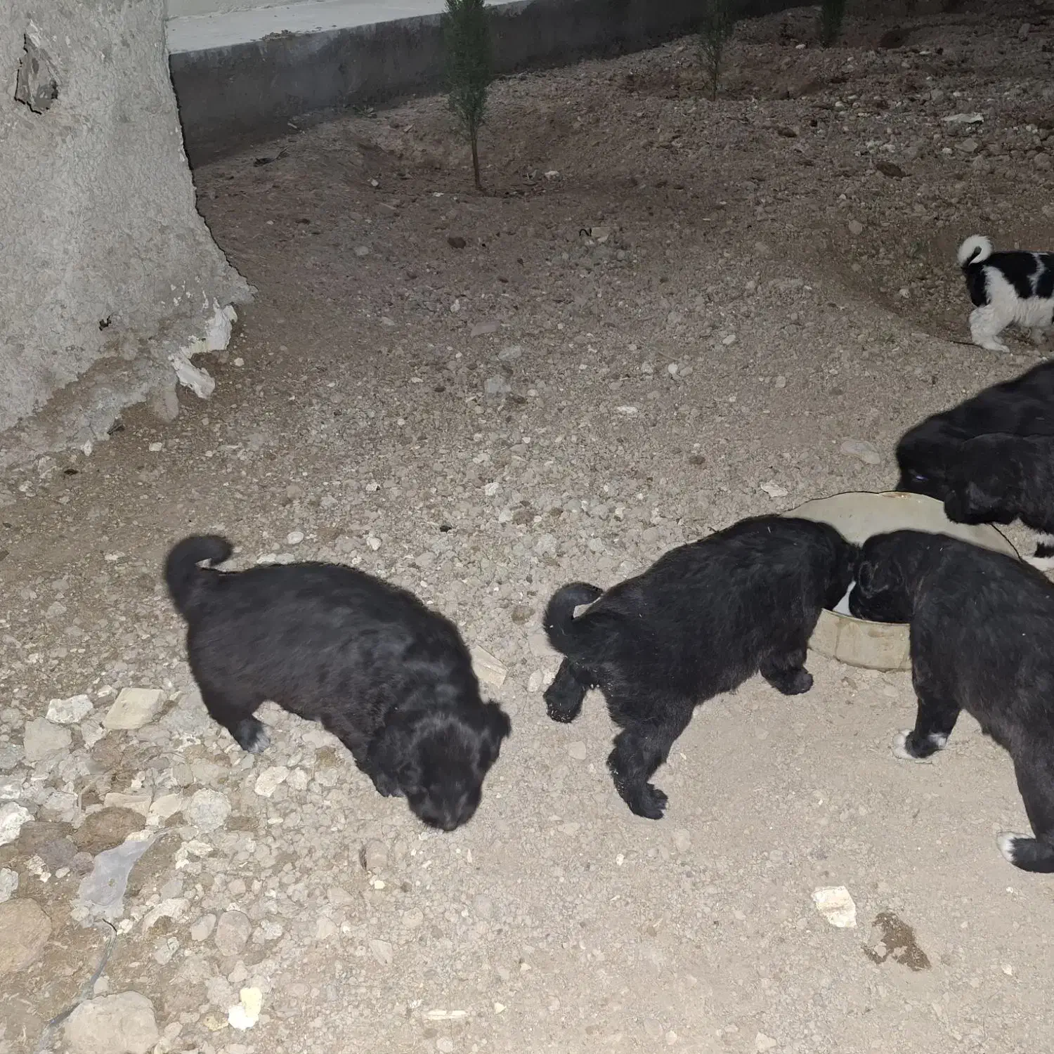 واگذاری سگ|سگ|ابریشم, |دیوار