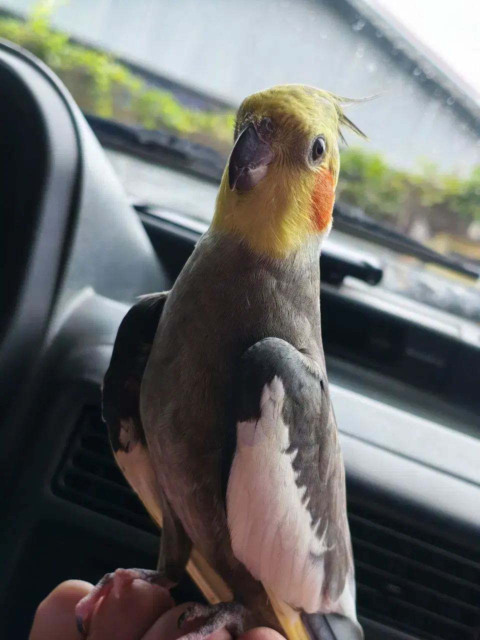 هلندی گم شده|حیوانات|فومن, |دیوار