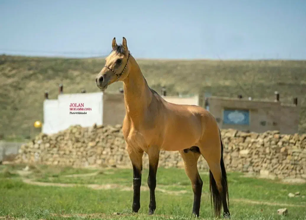 اسب ترکمن آخال باقابلیت سیلمی|اسب و تجهیزات اسب‌سواری|شیراز, باجگاه|دیوار