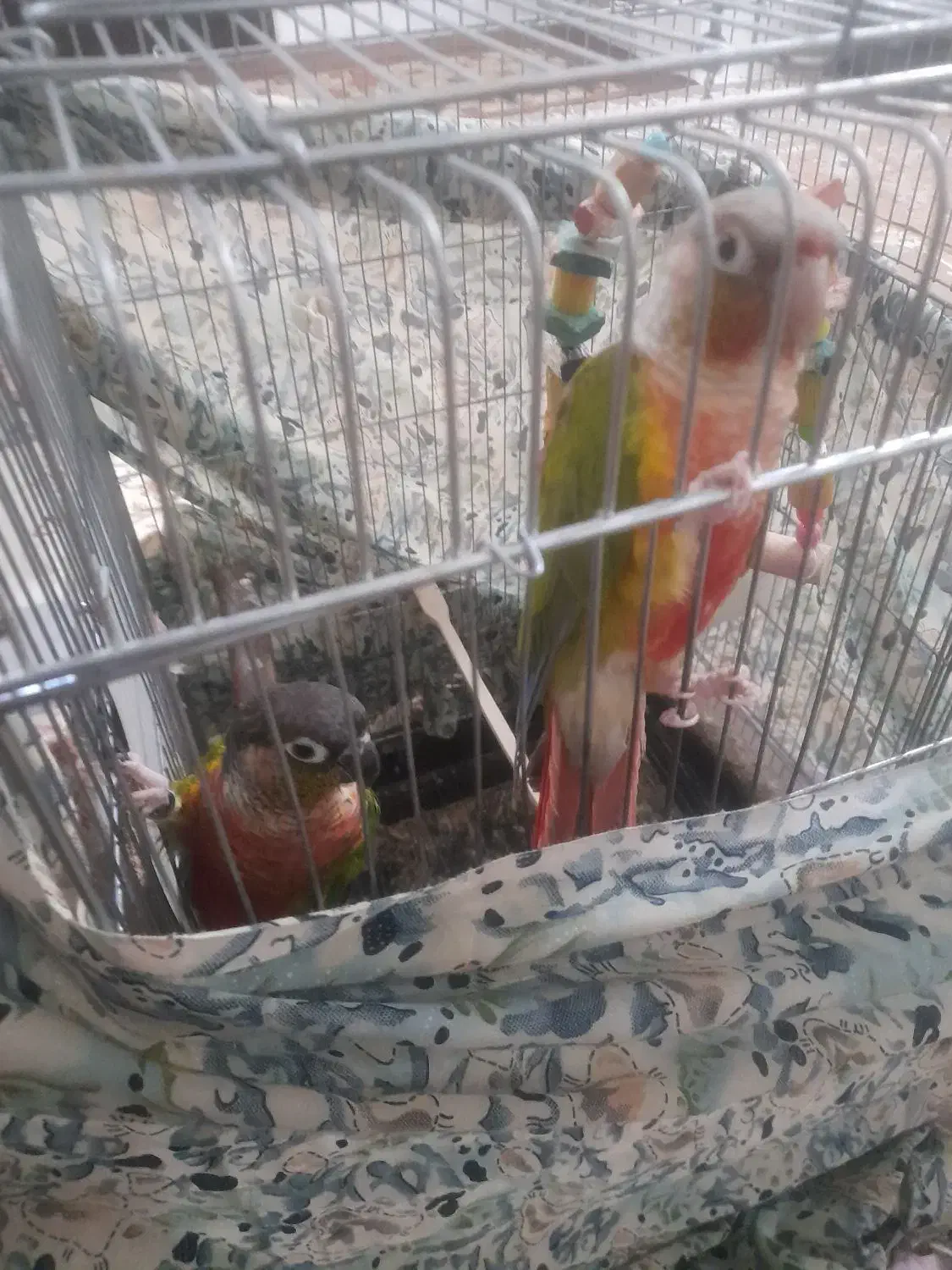 یک جفت گرینچیک سخنگو.رقاص.|پرنده|قزوین, |دیوار