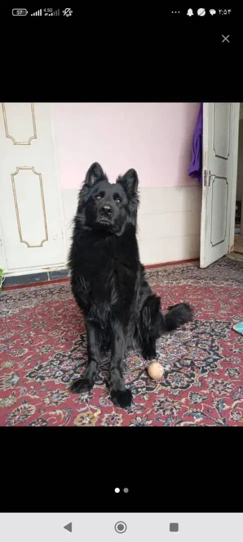 ژرمن بلک جهت کشش|سگ|شیراز, امام حسین|دیوار