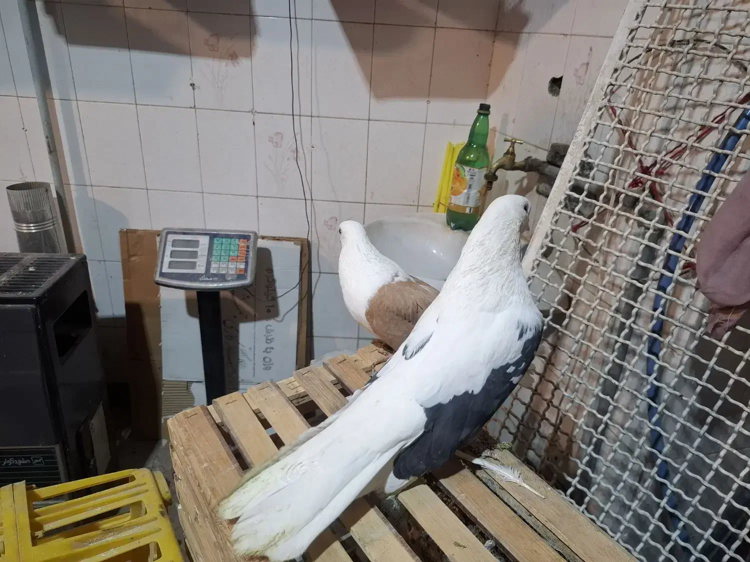 کبوتر|پرنده|صالح آباد, |دیوار