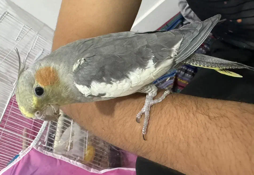 عروس هلندی|پرنده|بندرعباس, |دیوار