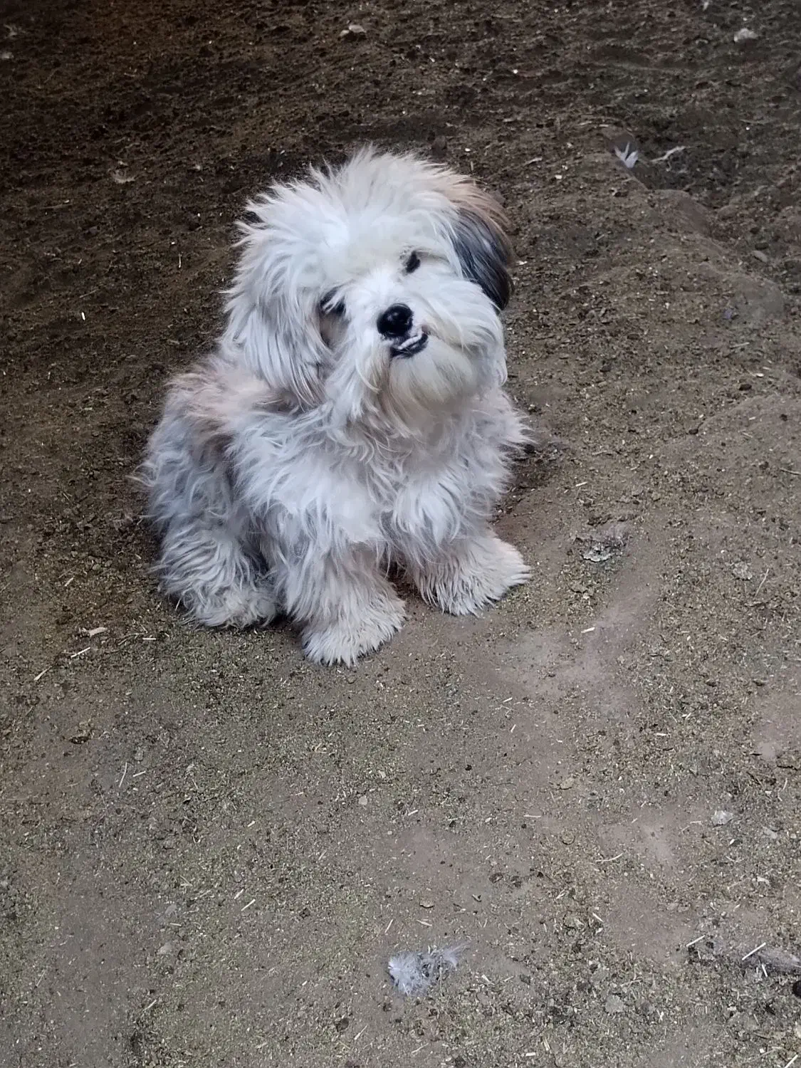 سگ پاکوتاه|سگ|سبزوار, ابوریحان|دیوار