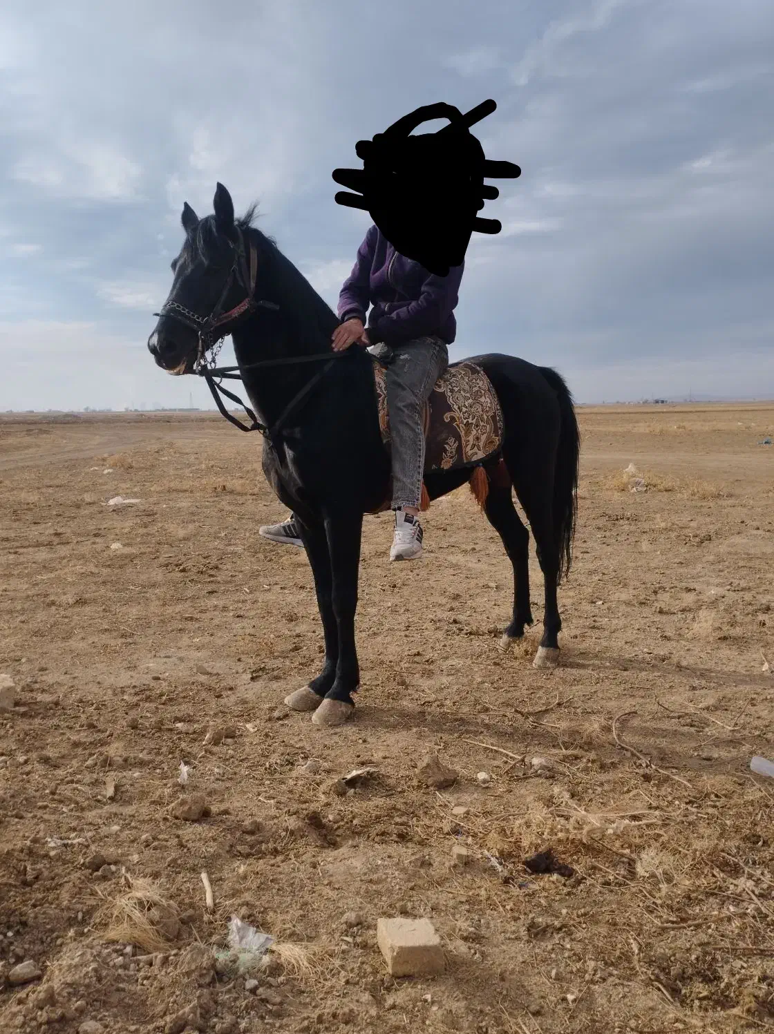 اسب|اسب و تجهیزات اسبسواری|فامنین, |دیوار