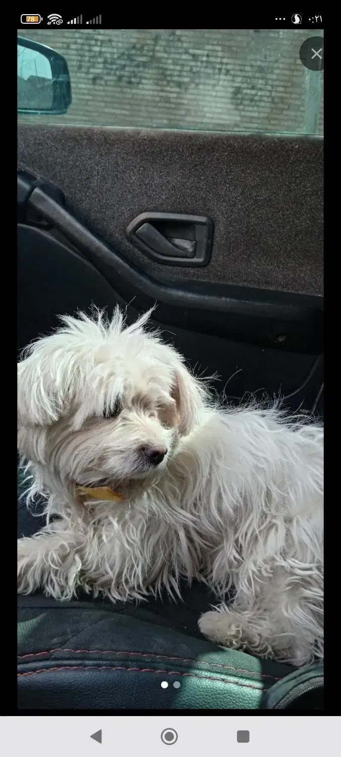 سگ فروشی|سگ|کرمان, |دیوار