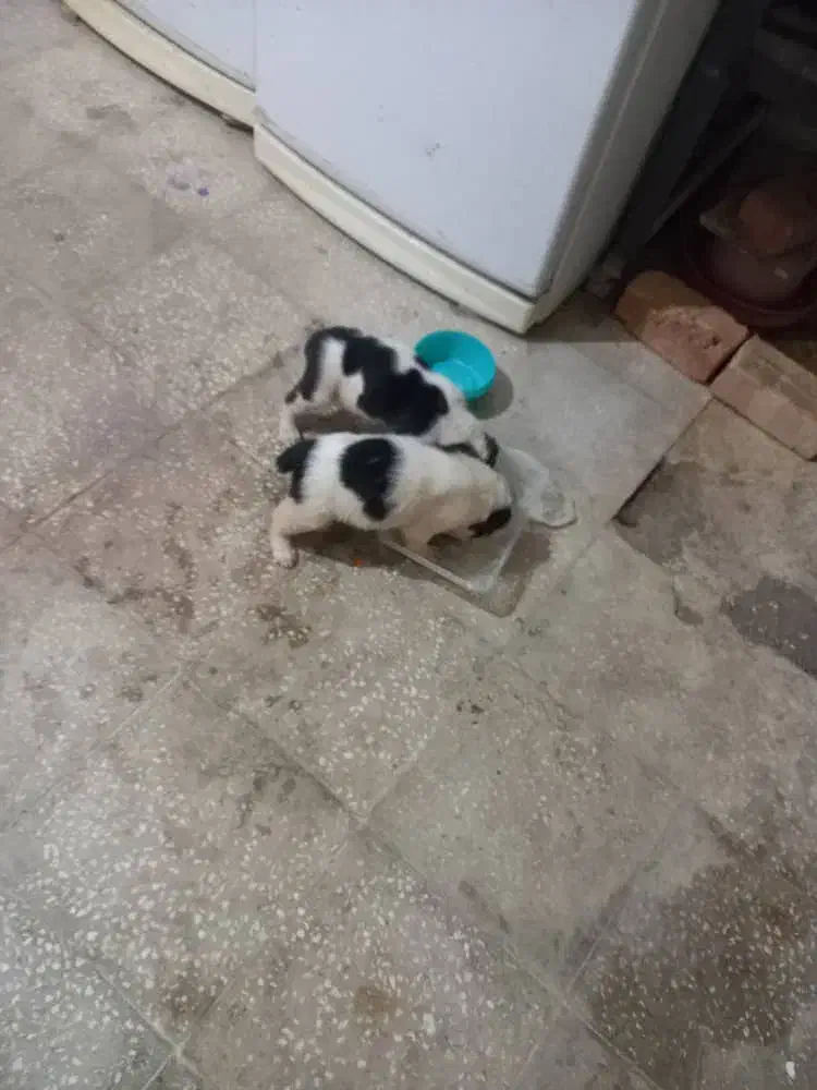 واگذاری دو عدد توله آلابای نر و ماده|سگ|تهران, استاد معین|دیوار