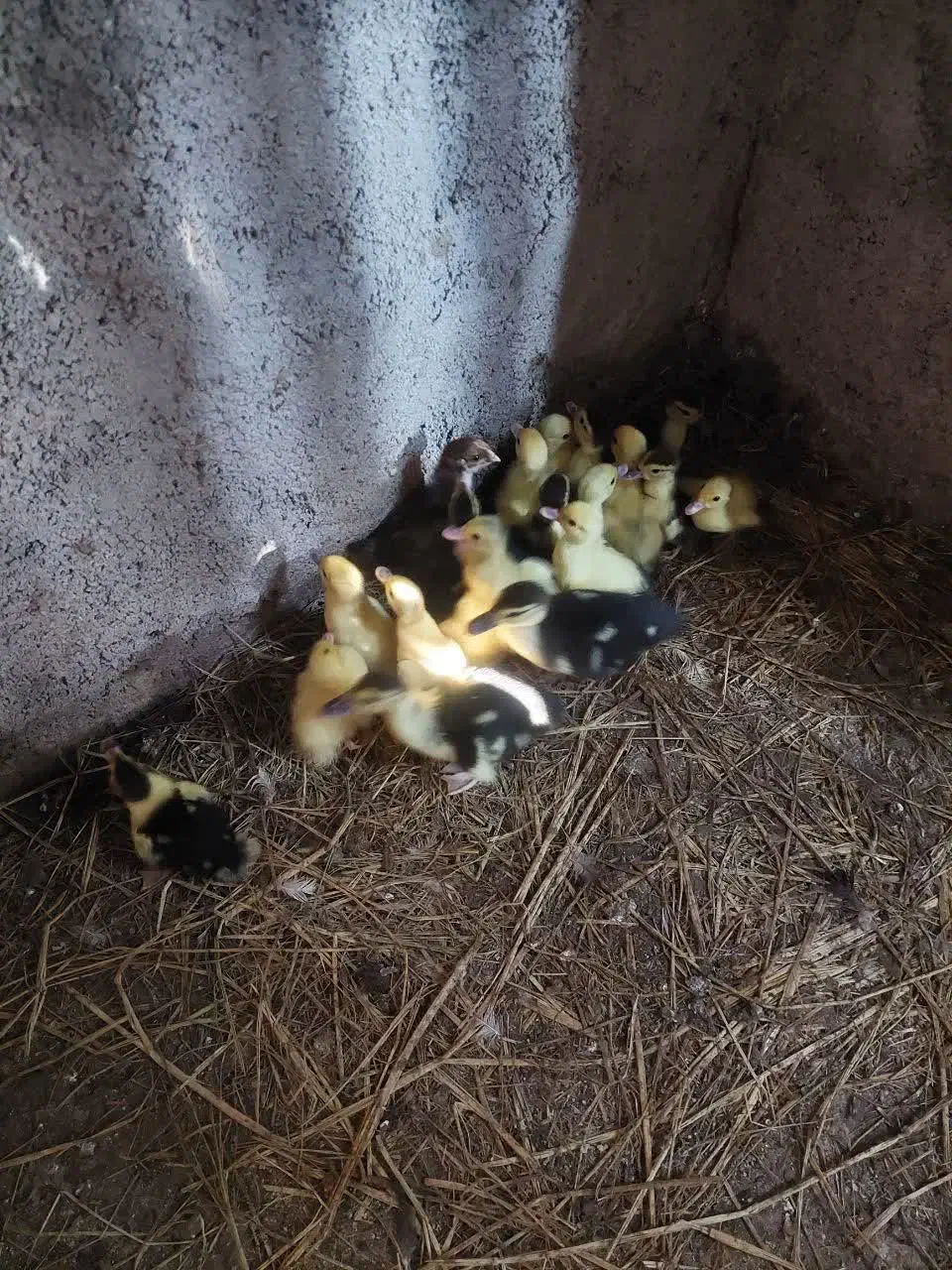 جوجه اردک خارجی|حیوانات مزرعه|ساری, |دیوار