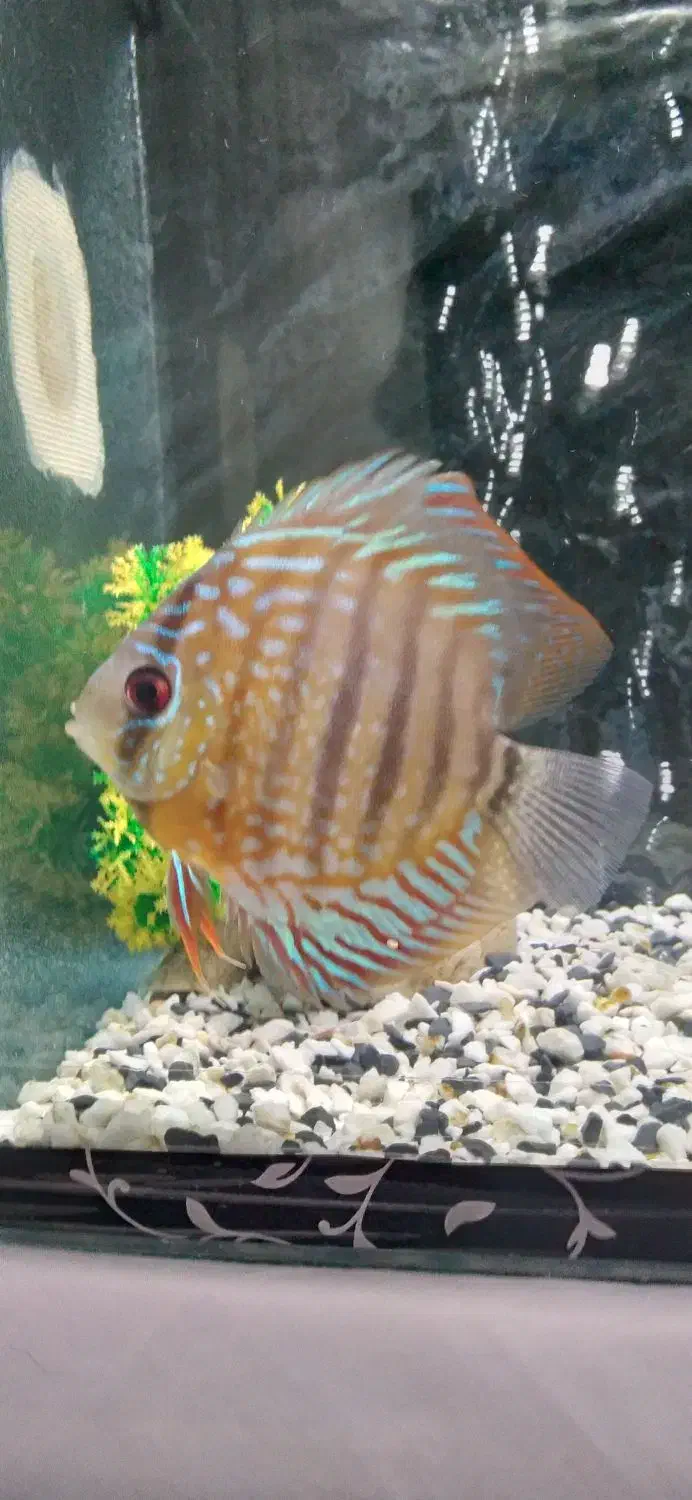 ماهی|ماهی|قزوین, |دیوار