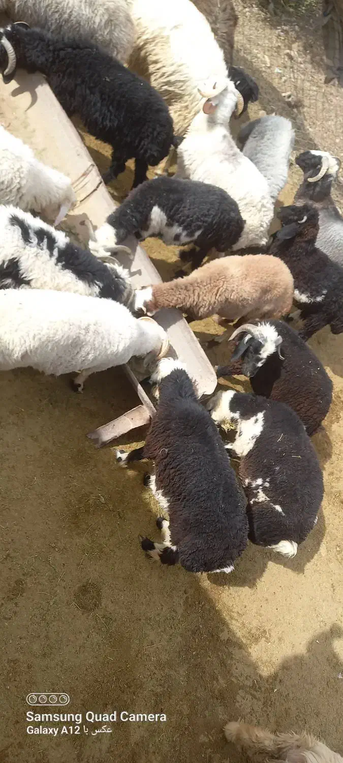 بره|حیوانات مزرعه|ارسنجان, |دیوار