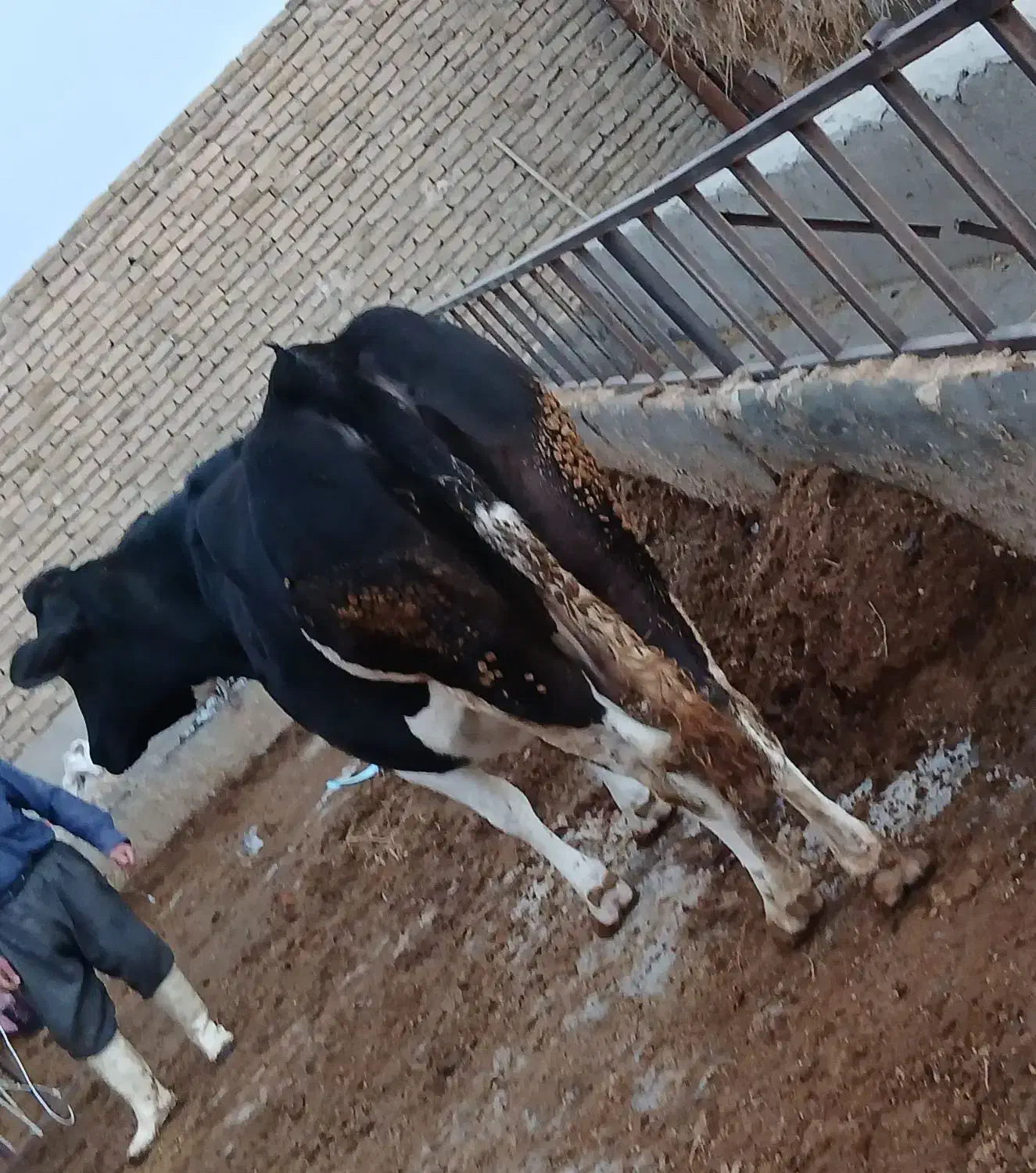 گاو گوشتی|حیوانات مزرعه|مرند, |دیوار