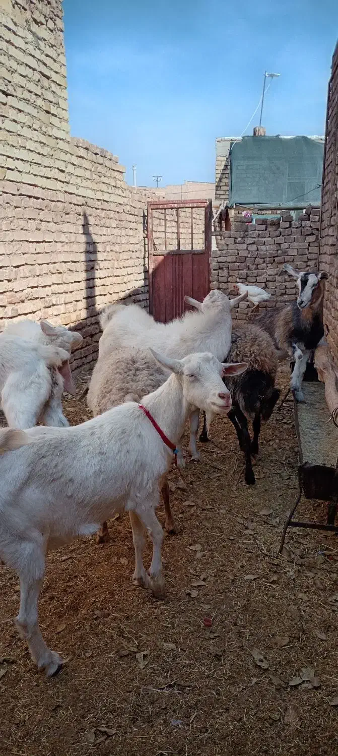 7عددگوسفند دوتاسانن دوتامیش  چبش گلابی ودوتاالپاین|حیوانات مزرعه|بردسکن, |دیوار