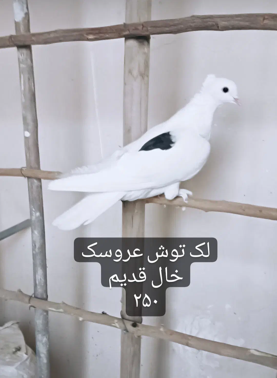 تهرونی اصیل|پرنده|فولادشهر, مسکن مهر فولادشهر|دیوار