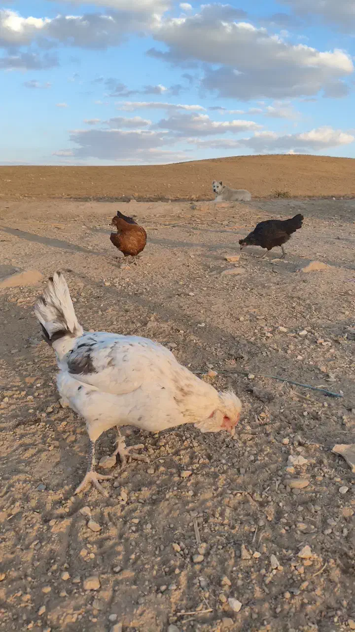 تخم مرغ گلین|حیوانات مزرعه|الیگودرز, |دیوار