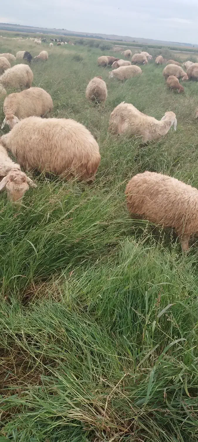 ۵راس بز شیری تازه زاییده آلیام|حیوانات مزرعه|پارس‌آباد, |دیوار