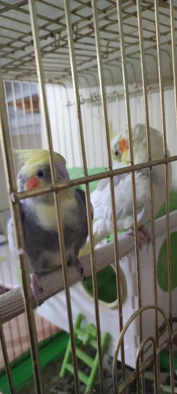 عروس هلندی|پرنده|تهران, جنتآباد مرکزی|دیوار