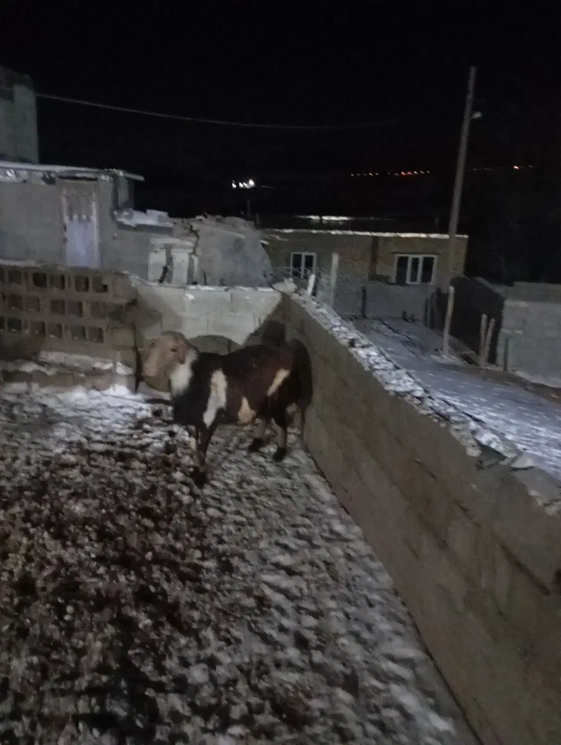 قوچ|حیوانات مزرعه|بروجرد, |دیوار