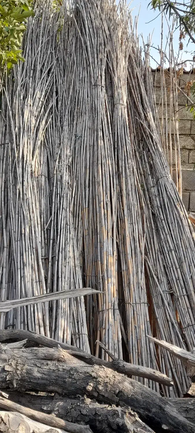 نی خشک یک ساله|خدمات باغبانی و درختکاری|فراغی, |دیوار