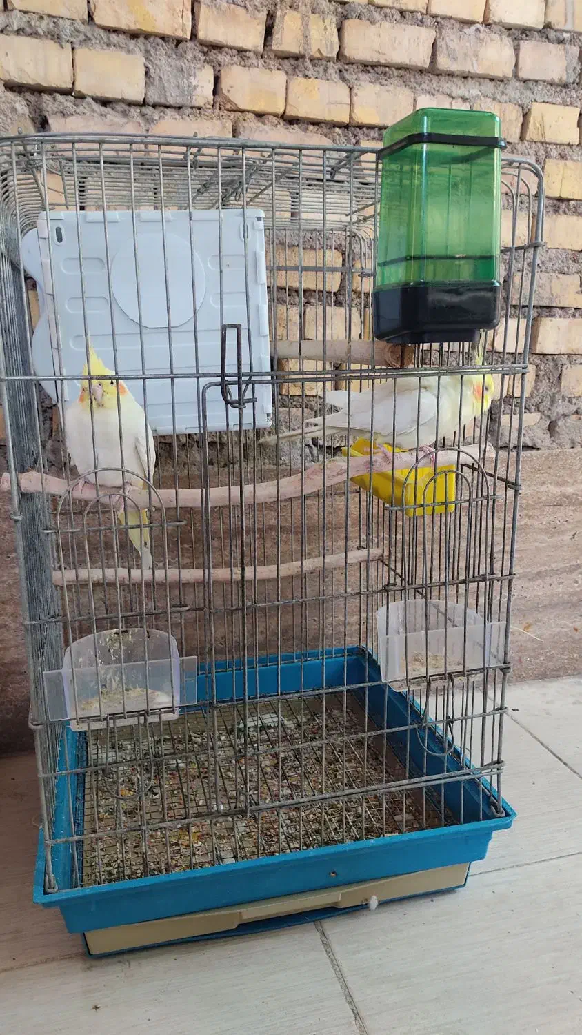 یک جفت عروس هلندی|پرنده|خرمشهر, |دیوار