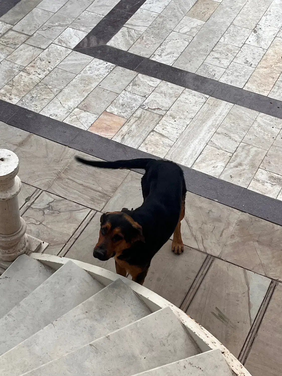 واگذاری یا معاوضه|سگ|شهریار, رضی آباد پایین|دیوار