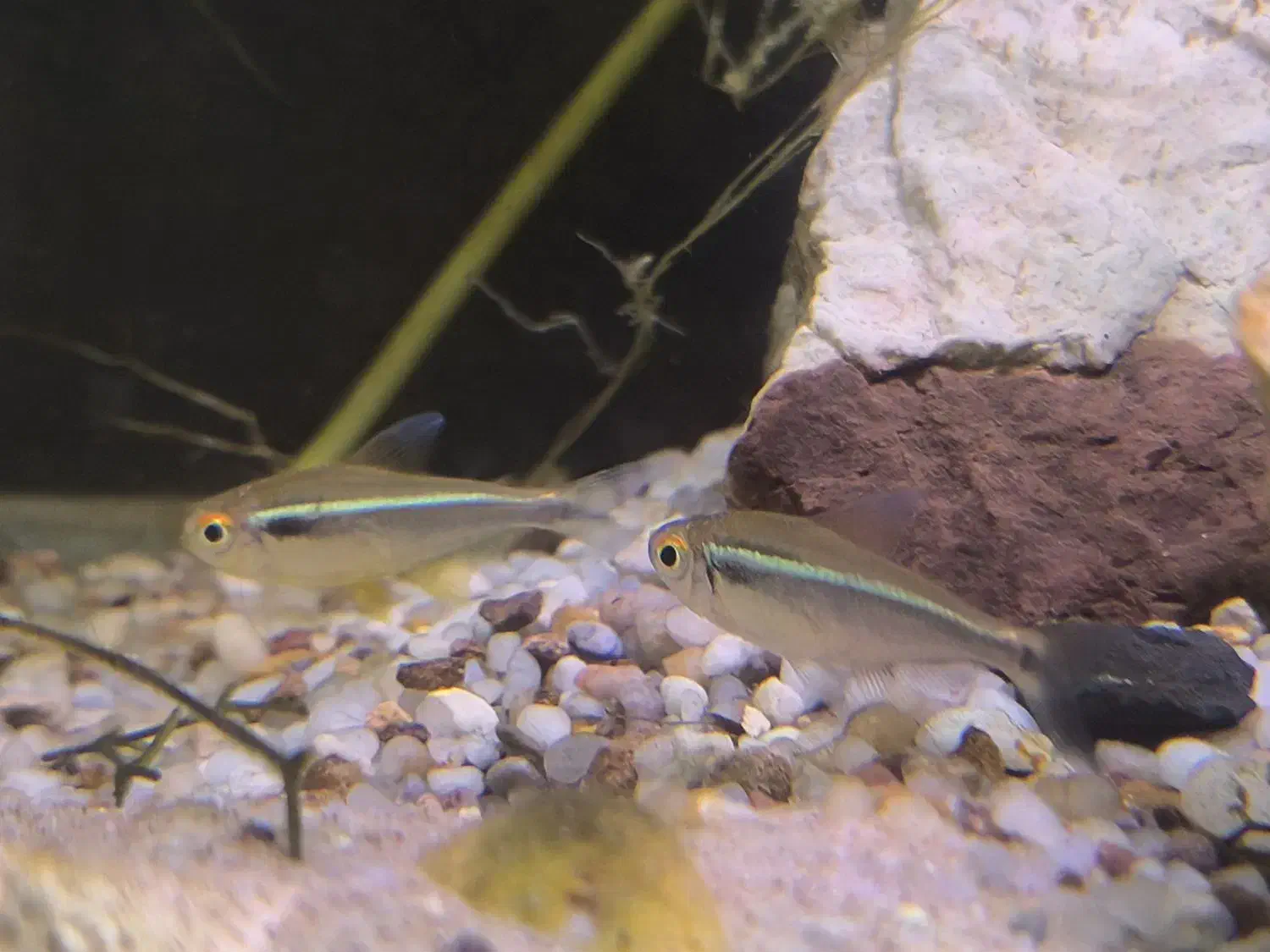 ماهی تترا|ماهی|صحنه, |دیوار