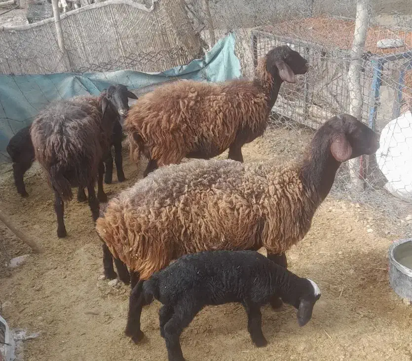 هترو|حیوانات مزرعه|مهران (ایلام), |دیوار