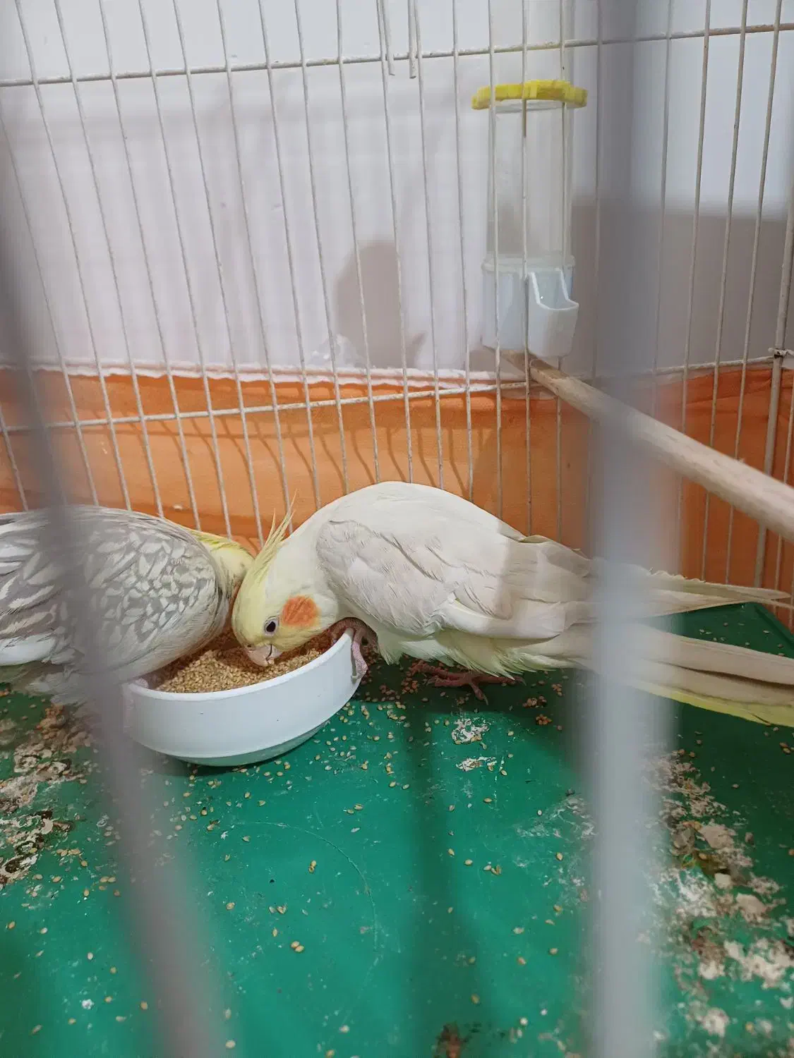 جفت مولد عروس هلندی|پرنده|دامغان, |دیوار