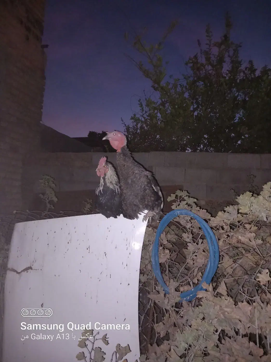 بوقلمون وخروس|حیوانات مزرعه|مرودشت, مختارآباد|دیوار