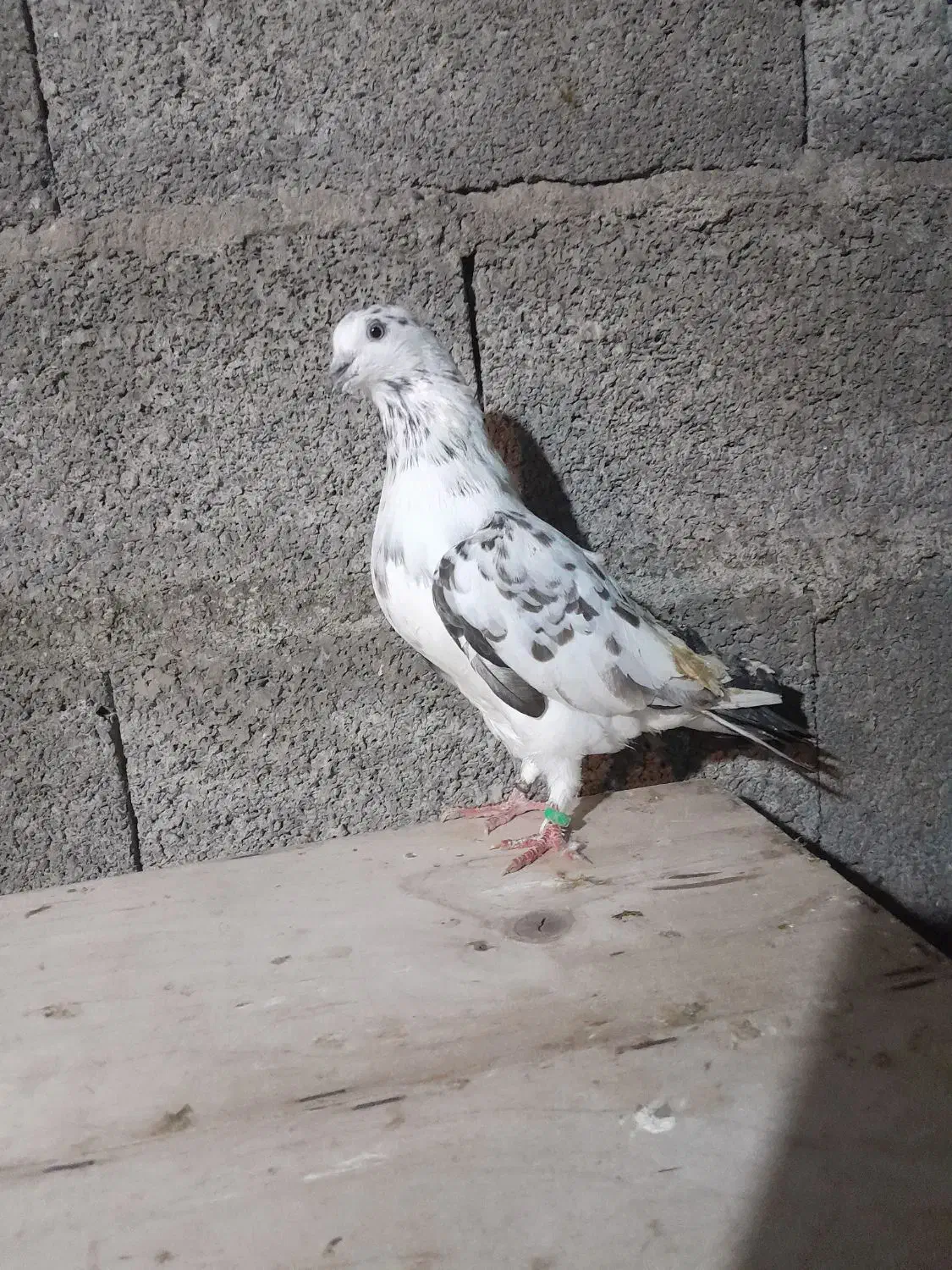 کبوتر|پرنده|رشت, حومه رشت|دیوار