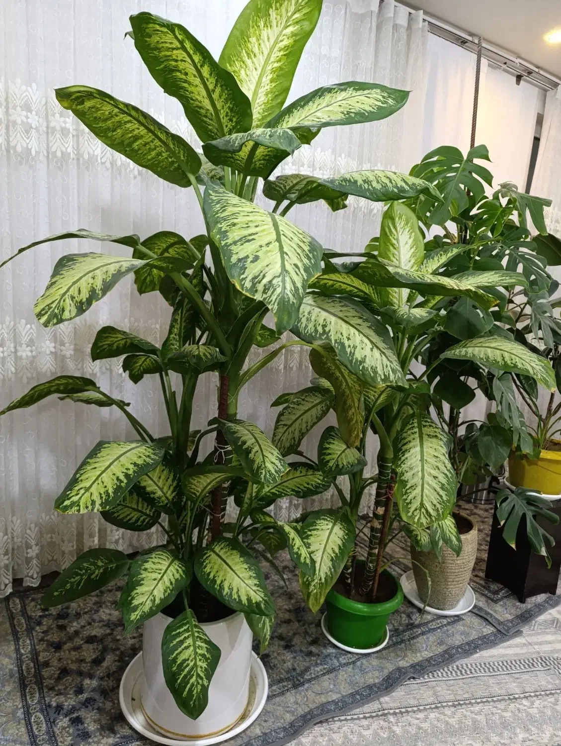 گل دیفن باخیا|گل و گیاه طبیعی|میاندوآب, |دیوار