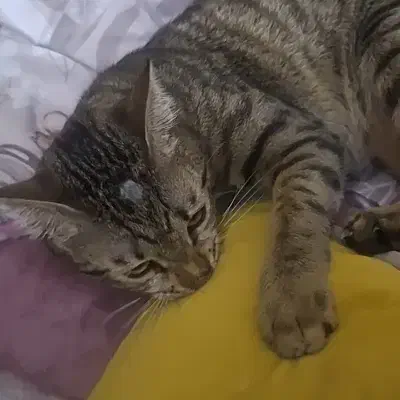 گربه نر ۴ ماهه گمشده با علامت خاص|حیوانات|کرمانشاه, |دیوار