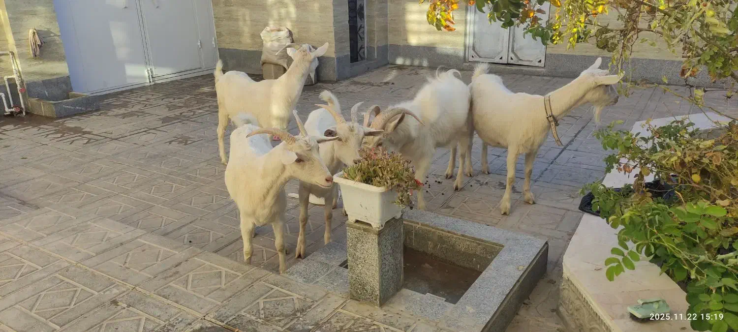 بزکل اصل سانن|حیوانات مزرعه|درمیان, |دیوار