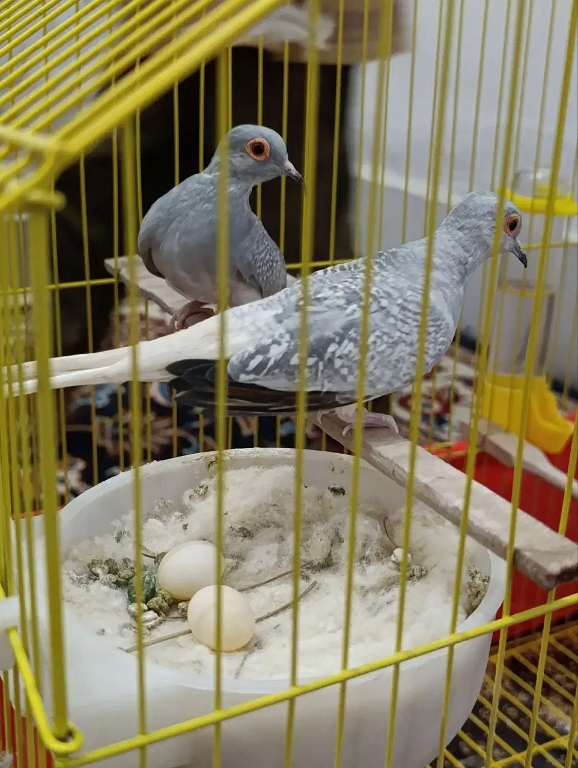 پرنده کبوترفنچ طوطی|پرنده|کرمانشاه, |دیوار