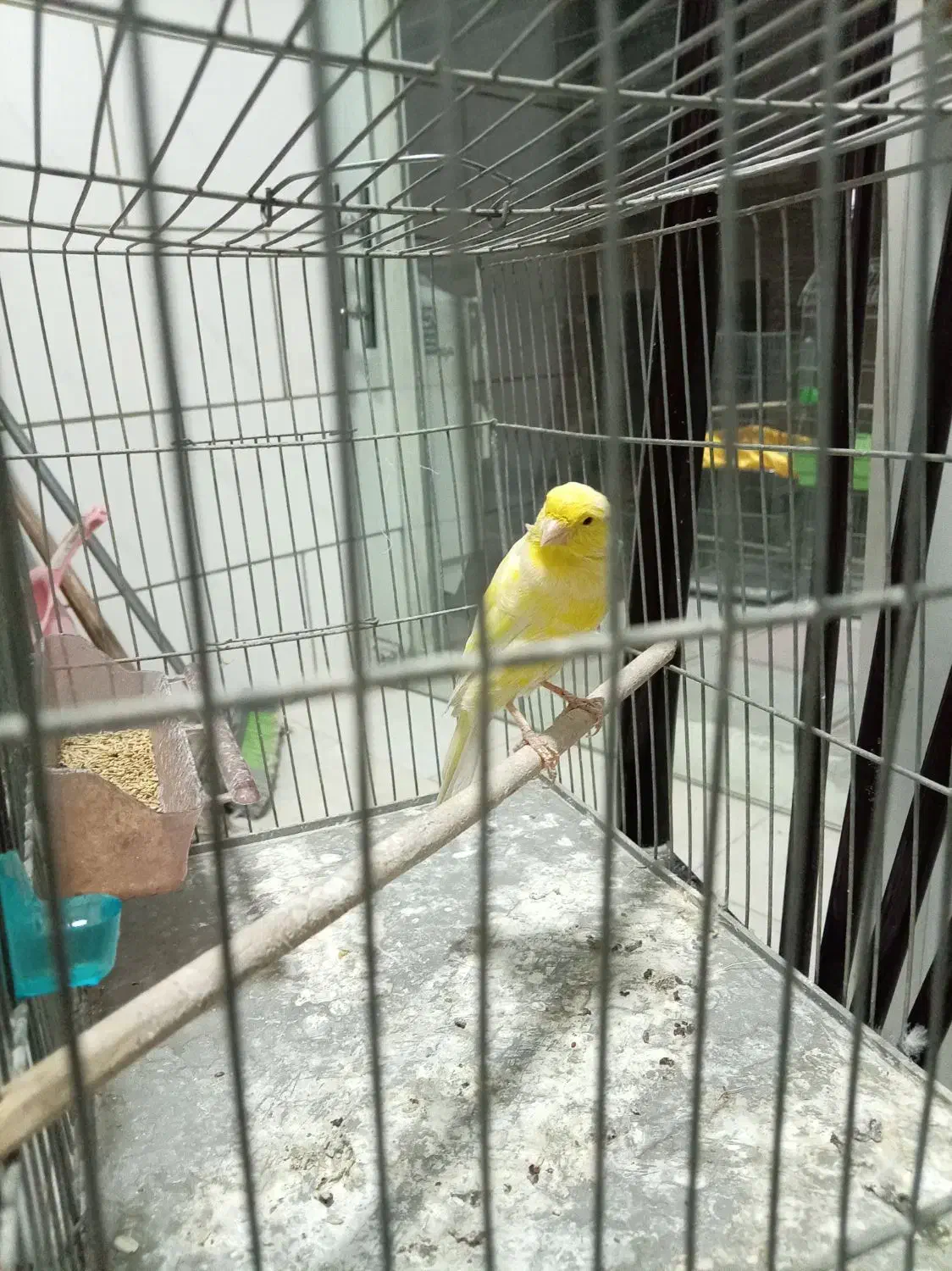 قناری|پرنده|فولادشهر, مسکن مهر فولادشهر|دیوار