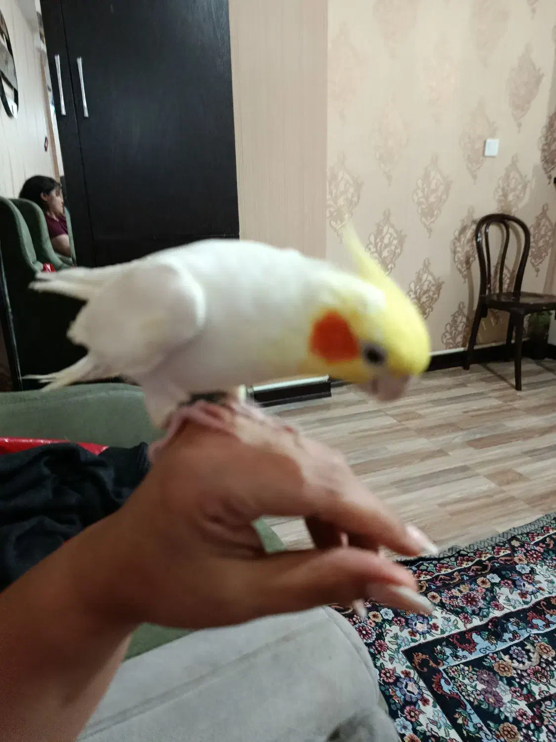 پرنده مولد|پرنده|فردیس, داوری|دیوار