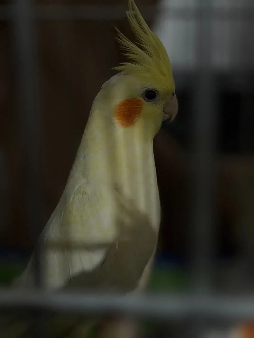 عروس هلندی|پرنده|دهگلان, |دیوار