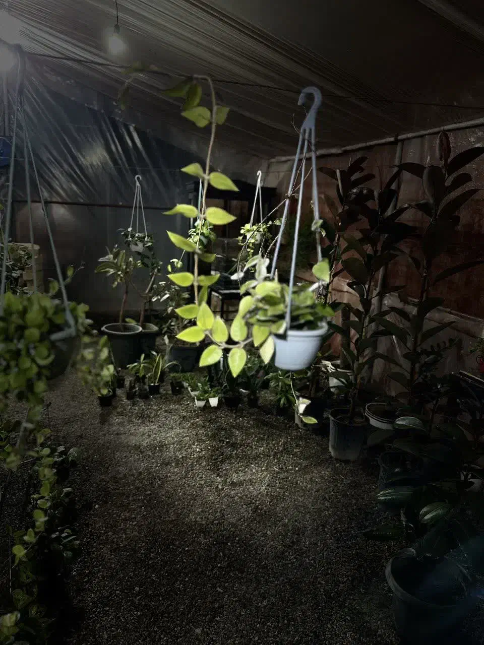 گل آپارتمانی هویا|گل و گیاه طبیعی|سلفچگان, |دیوار