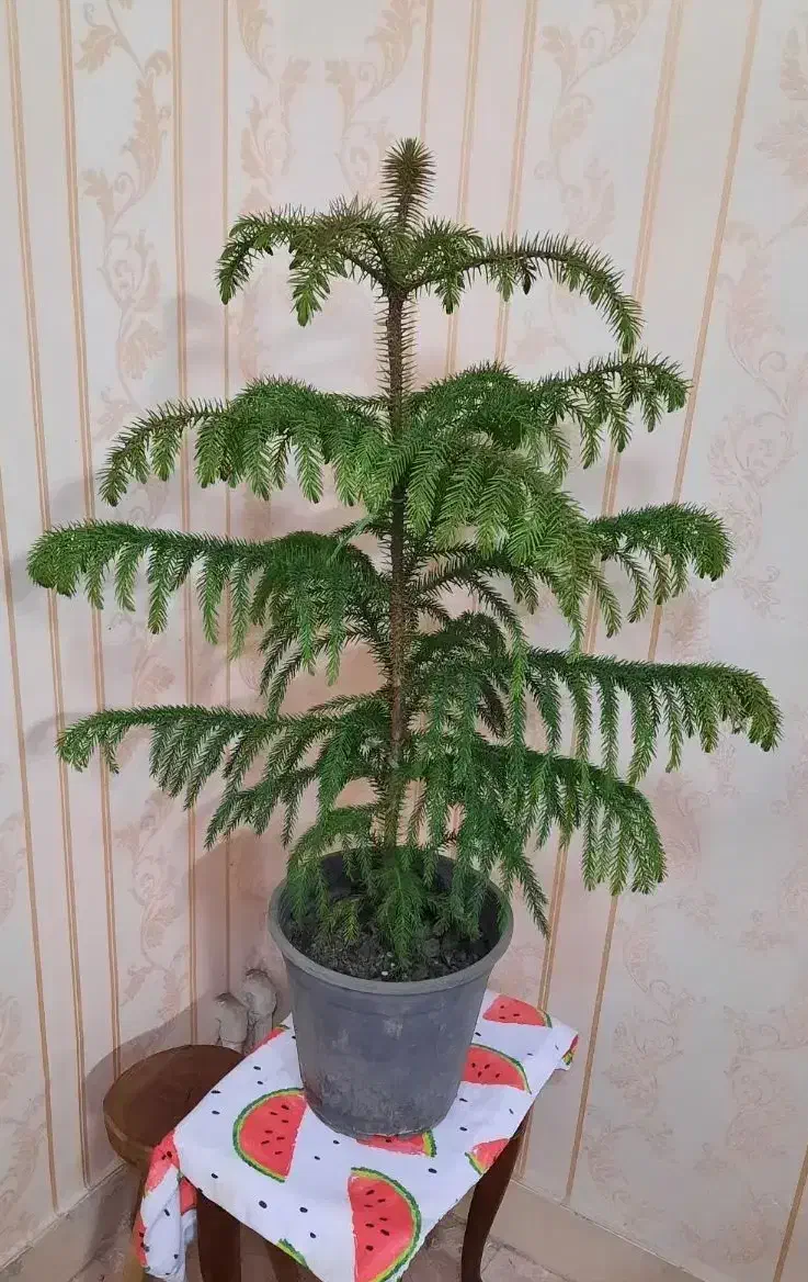 گل و گیاه|گل و گیاه طبیعی|تهران, پرستار|دیوار