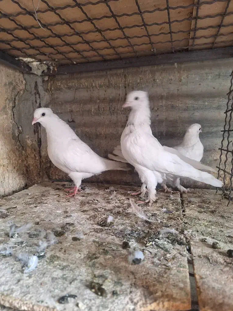 کفتر ۳تا جوجه|پرنده|ری, سرتخت|دیوار