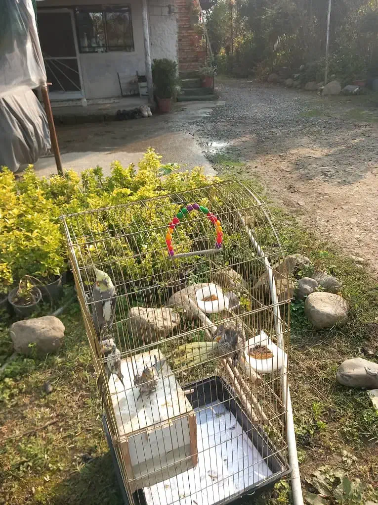 عروس هلندی|پرنده|تنکابن, |دیوار