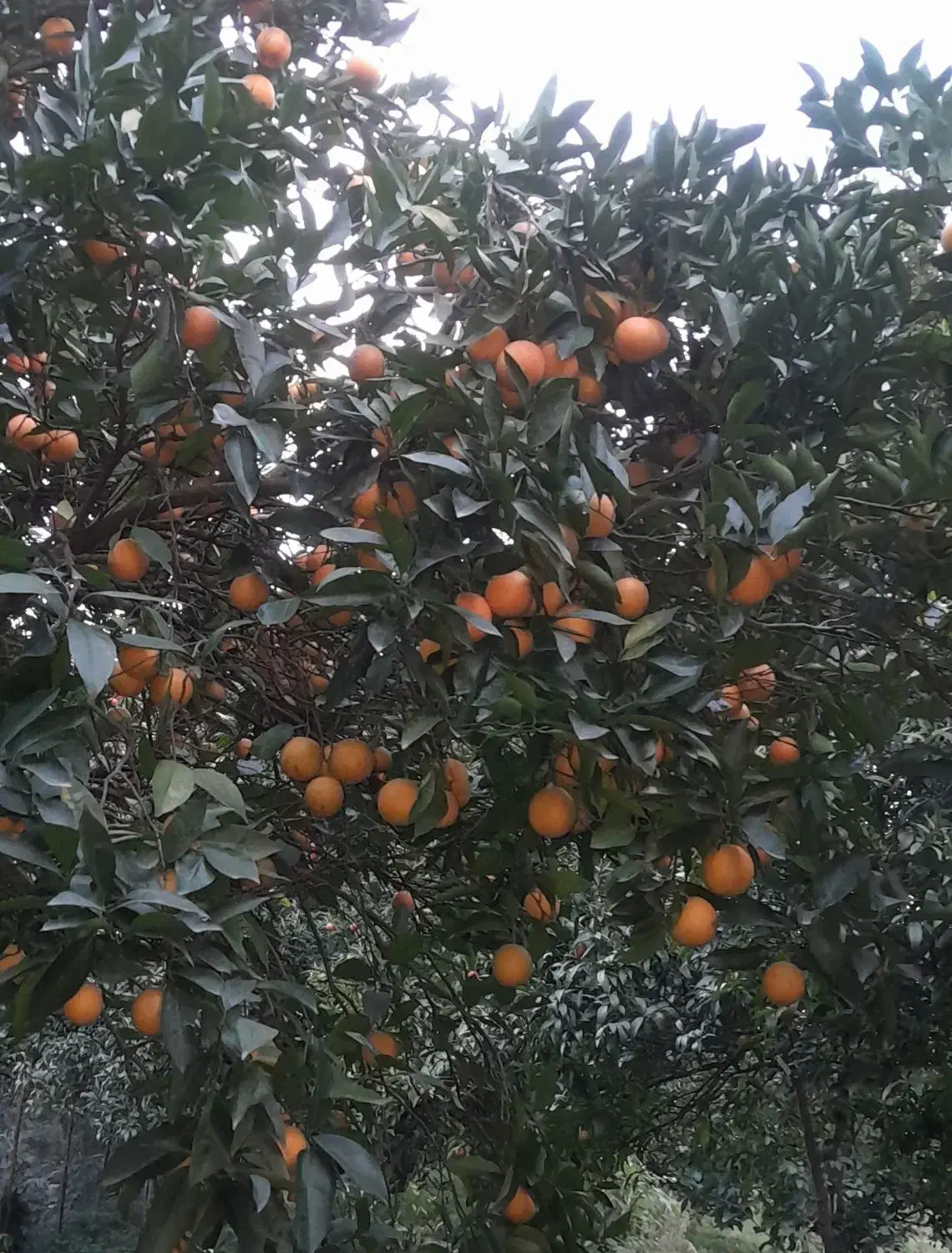 پرتغال ونارنگی|عمده‌فروشی|عباس‌آباد, |دیوار