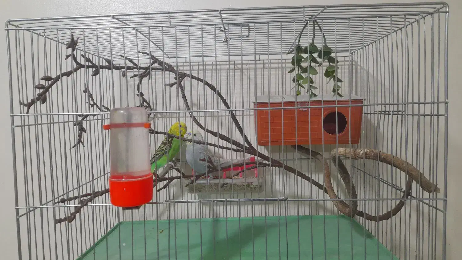 مرغ عشق رنگین کمانی و هلندی مولد تضمینی|پرنده|ارومیه, |دیوار