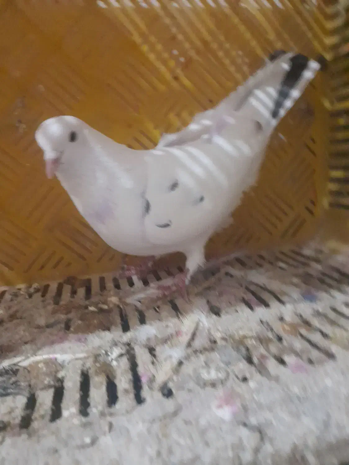 کبوتر پرشی|پرنده|ایجرود, |دیوار