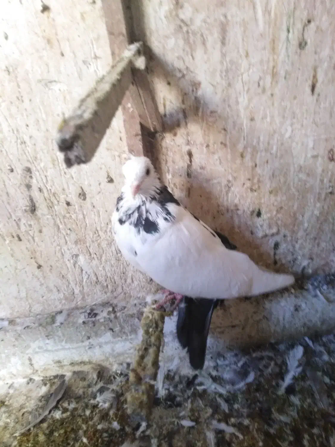 کفترشهرستانی|پرنده|مشهد, عبادی|دیوار